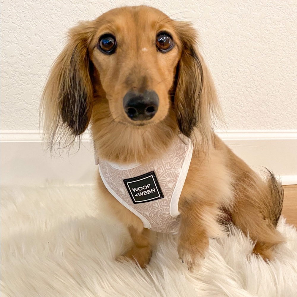 Woof + Ween Dog Harness in Cream
